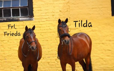 Pferde Frieda und Tilda